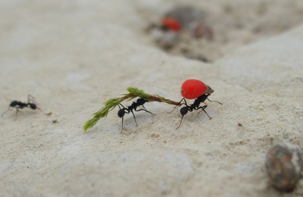 CM-Hiring-Right-People