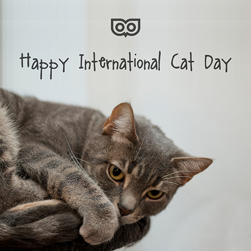 August 8 - International Cat Day