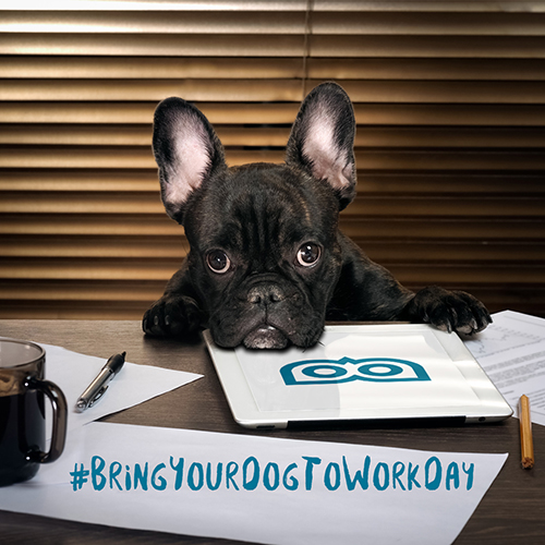 June 23 - Bring your Dog to Work Day