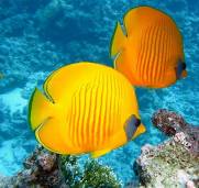 How likely is it that my WordPress website will get hacked?