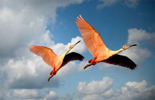 How to successfully combine SEO & social media