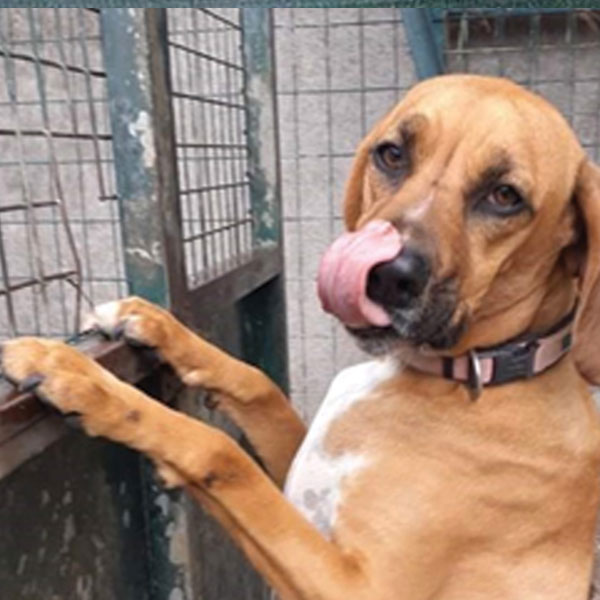 Starlight Barking Ghost dog - Fatsas