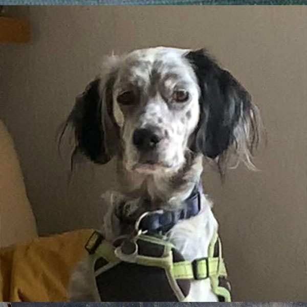 Starlight Barking - Snowden - Adele