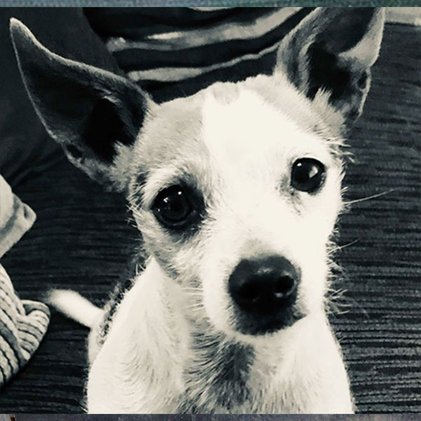 Starlight Barking - Snowden - Lily