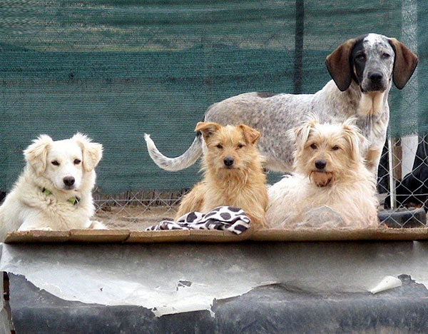 Starlight Barking Rescue Dogs