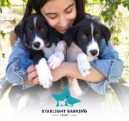 Starlight Barking Trust