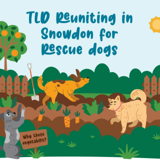 TLD Reuniting in Snowden for Rescue Dogs